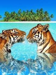 pic for tiger in blue